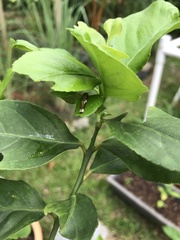 Papilio demoleus malayanus