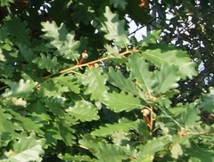 Quercus × rosacea
