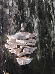 Trametes versicolor