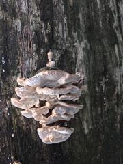 Trametes versicolor