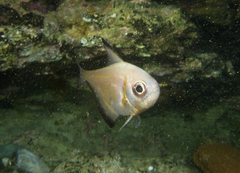 Pempheris klunzingeri