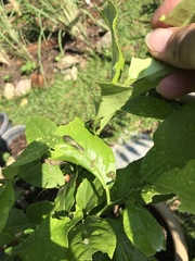 Papilio demoleus malayanus