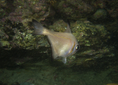 Pempheris klunzingeri