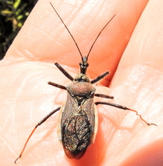 Rhynocoris erythrocnemis