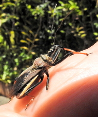 Rhynocoris erythrocnemis