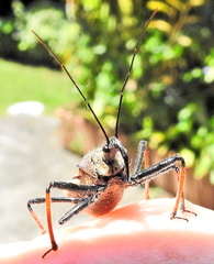 Rhynocoris erythrocnemis