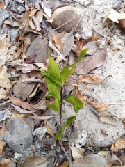 Coptosperma