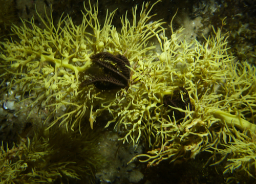 Comatula purpurea · NaturaLista Mexico