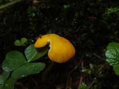Pluteus leoninus