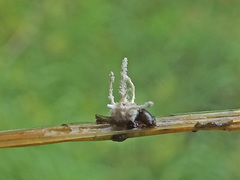 Torrubiella arachnophila image