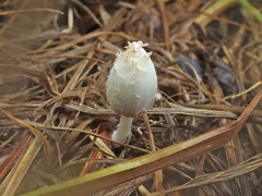 Coprinopsis urticicola