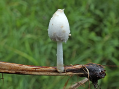 Coprinopsis urticicola