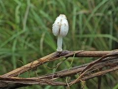 Coprinopsis urticicola