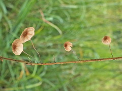Marasmius curreyi