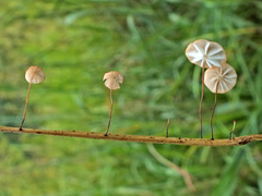 Marasmius curreyi