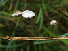Marasmius curreyi