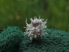 Torrubiella arachnophila image