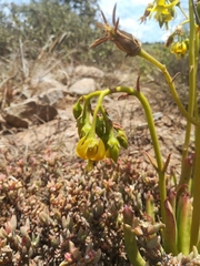 Cotyledon campanulata
