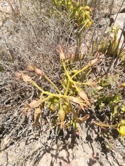 Cotyledon campanulata