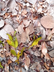 Coptosperma