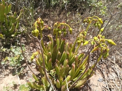 Cotyledon campanulata