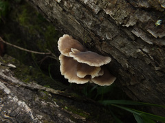 Hohenbuehelia angustata