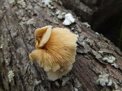 Hohenbuehelia angustata