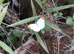 Colotis evanthe