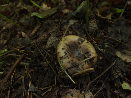 Russula pectinatoides image