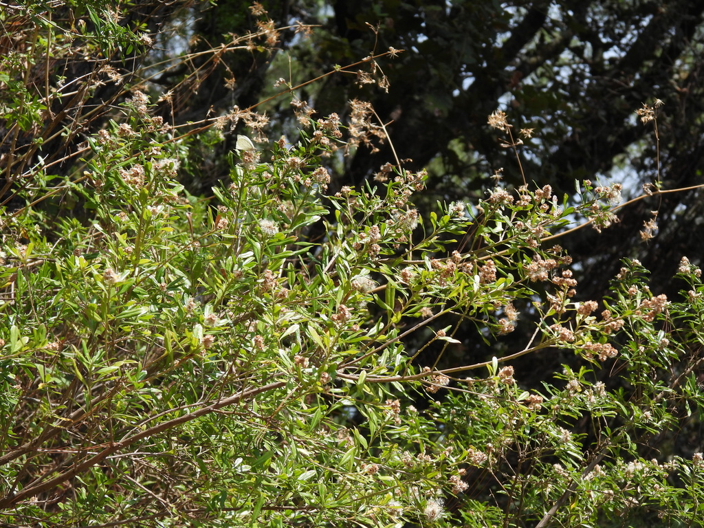 Baccharis heterophylla; photograph (c) Liliana Ramírez-Freire, some rights reserved (CC BY)