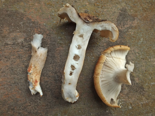 Russula pectinatoides image