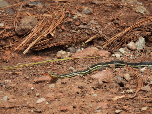 Yellow-throated Garter Snake