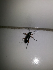 Strongylium erythrocephalum