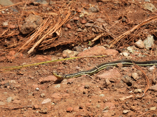 Yellow-throated Garter Snake