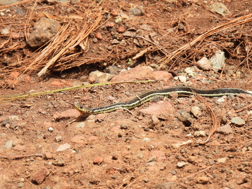Yellow-throated Garter Snake