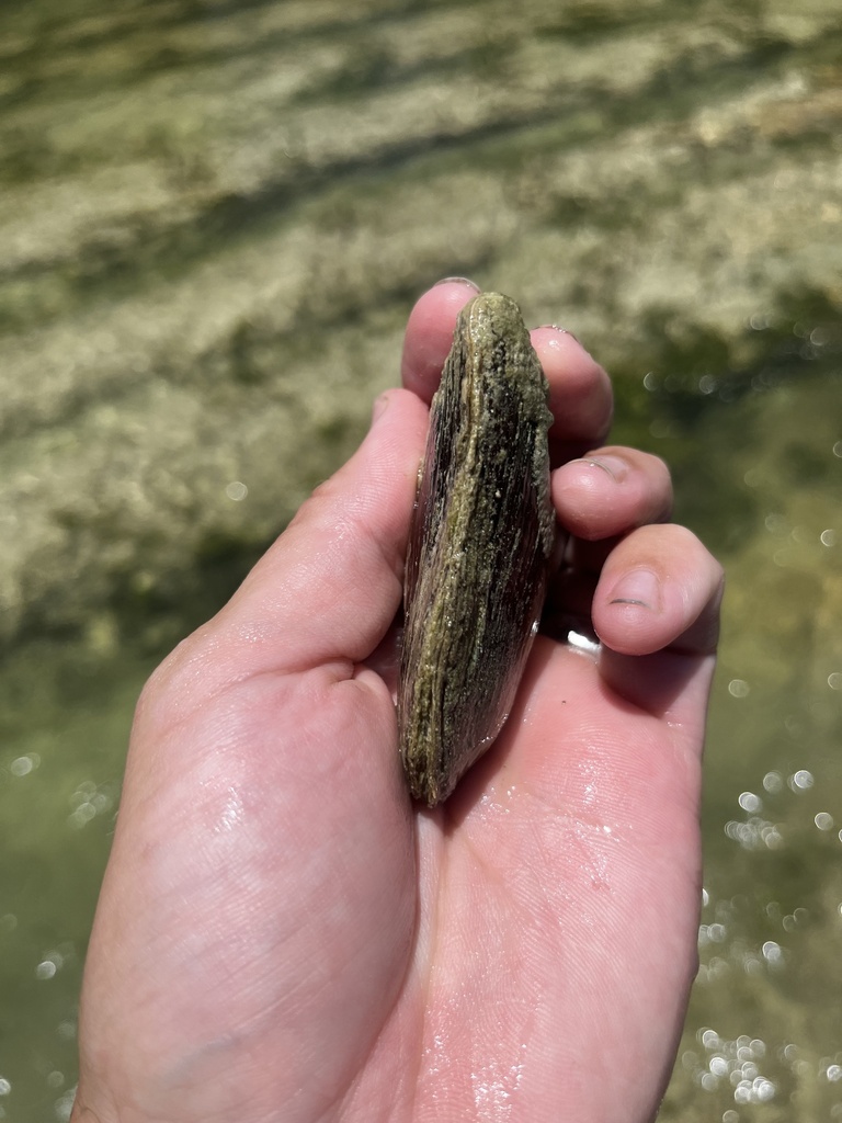 Texas hornshell