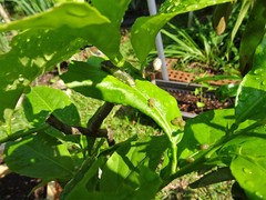 Papilio demoleus malayanus