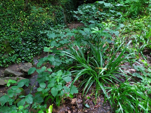 Carex agastachys (Carex agastachys)