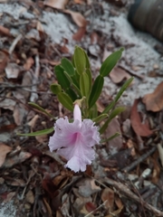 Phyllarthron arenicola