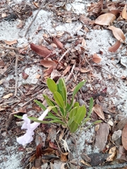 Phyllarthron arenicola