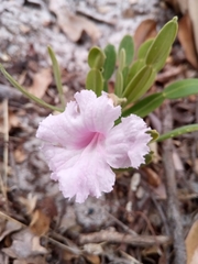 Phyllarthron arenicola