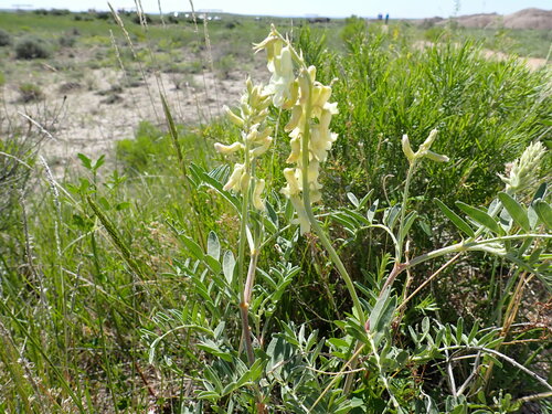 Image of Astragalus racemosus by (c) Larry Jensen, some rights reserved (CC BY)