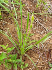 Hypoxis filiformis