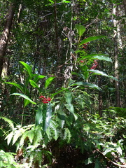Alpinia intermedia