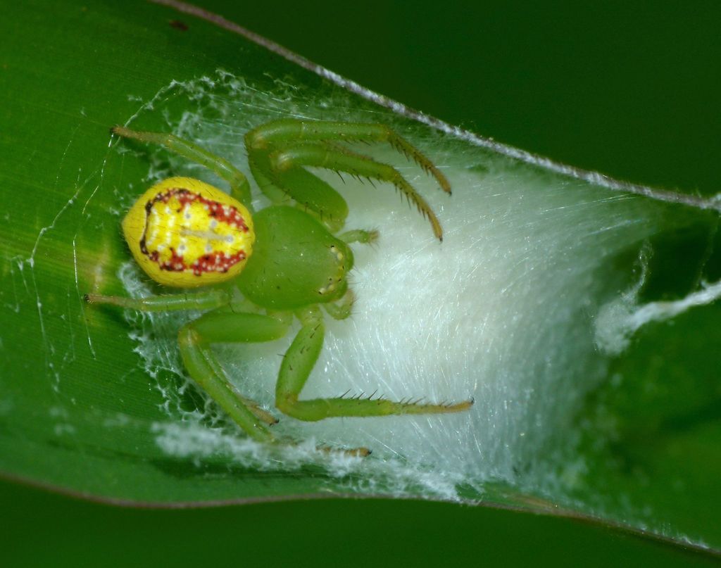 Tharrhalea evanida