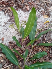 Coptosperma