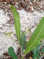 Coptosperma