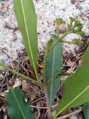 Coptosperma