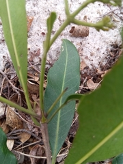 Coptosperma