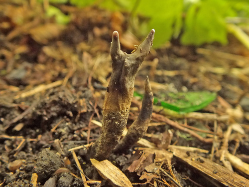 Xylaria friesii image